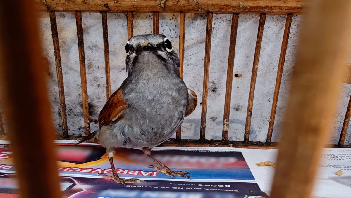 Rescata Profepa aves en peligro en Cuetzalan | Especial
