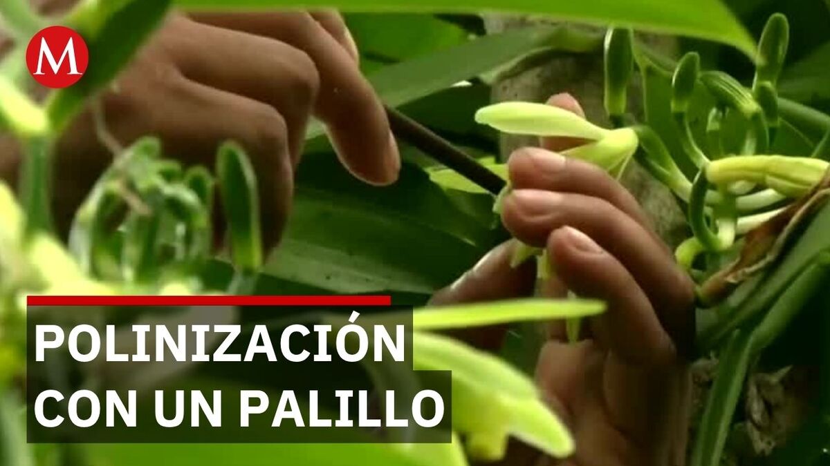 Vainilla de Papantla: rescatan cultivo con polinización manual