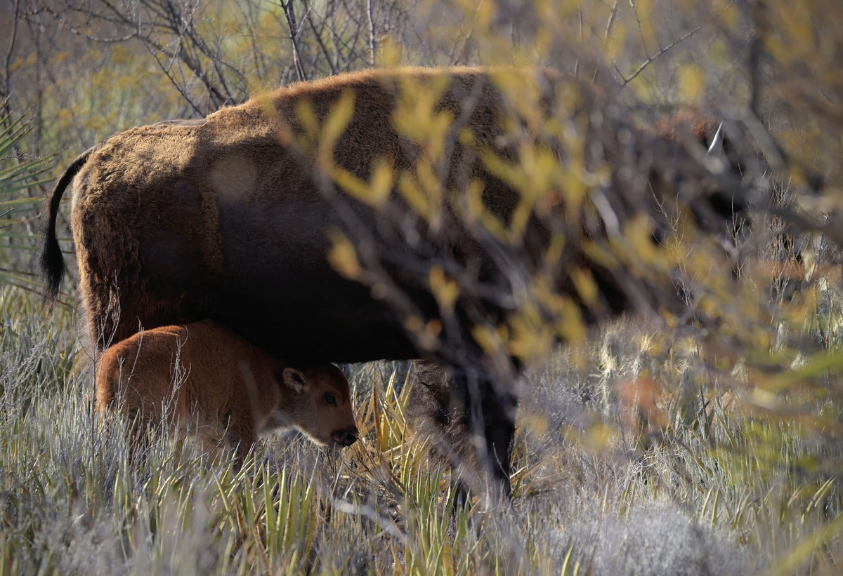 Nacimientos de bisontes comenzaron a registrarse desde finales de abril y continuarán las próximas semanas | Cortesía