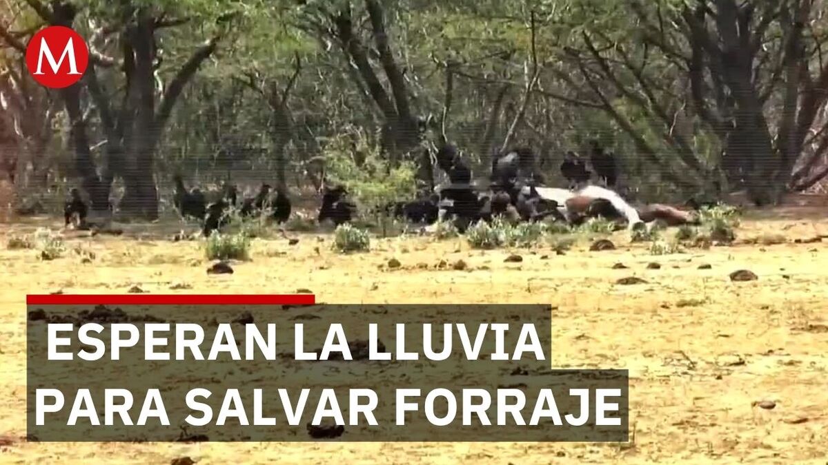 Sequía y calor de 45 grados matan ganado en Oaxaca