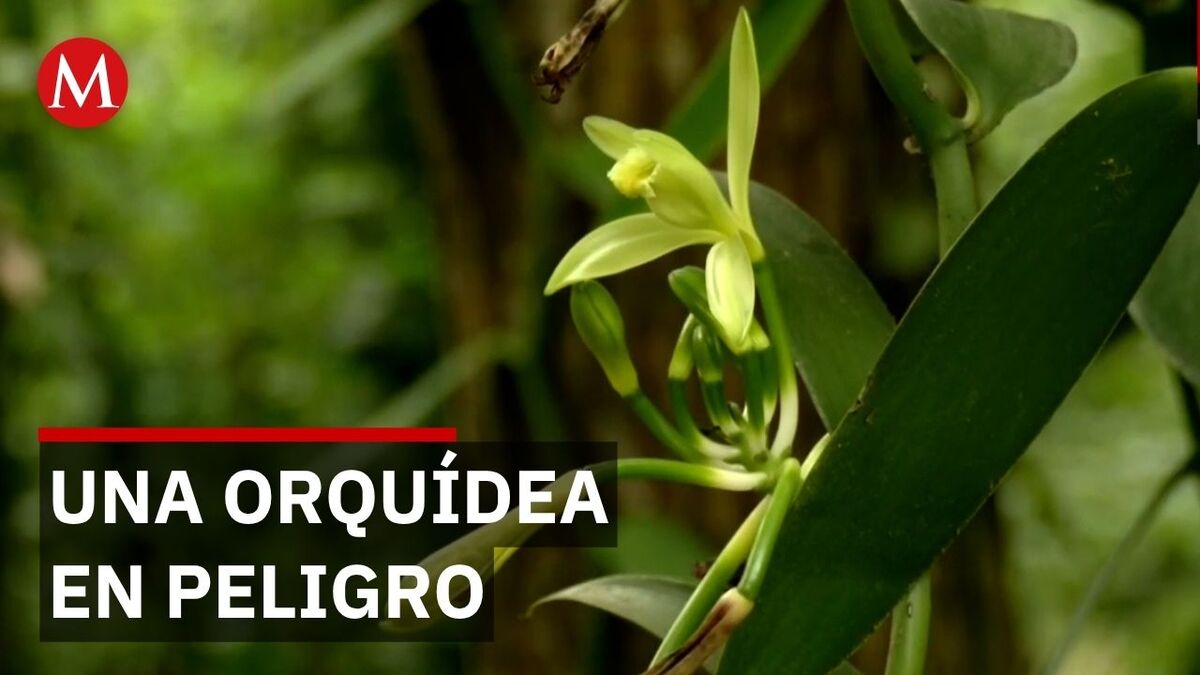 La vainilla, orquídea nativa de México, está en riesgo por la falta de polinizadores