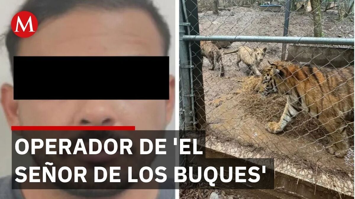 Detienen a líder criminal ligado al Cártel del Noreste en San Pedro; hallan 7 tigres en cateo