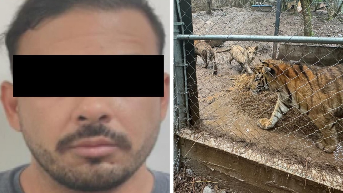 Durante el operativo en el que detuvieron a José Antonio 'N' también se recuperaron ejemplares de tigres | Foto: SSPC