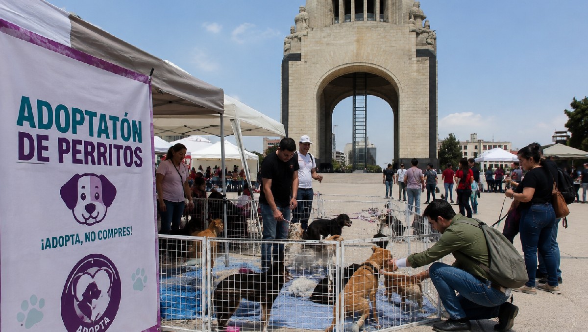 Adopta una nueva mascota en mayo | IA DISCOVER
