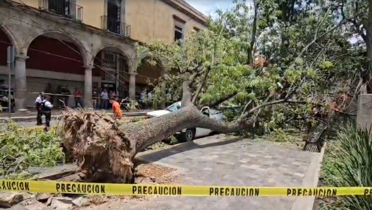 Un árbol cayó sobre la calle Independencia en el Centro de Guadalajara (Cortesía)