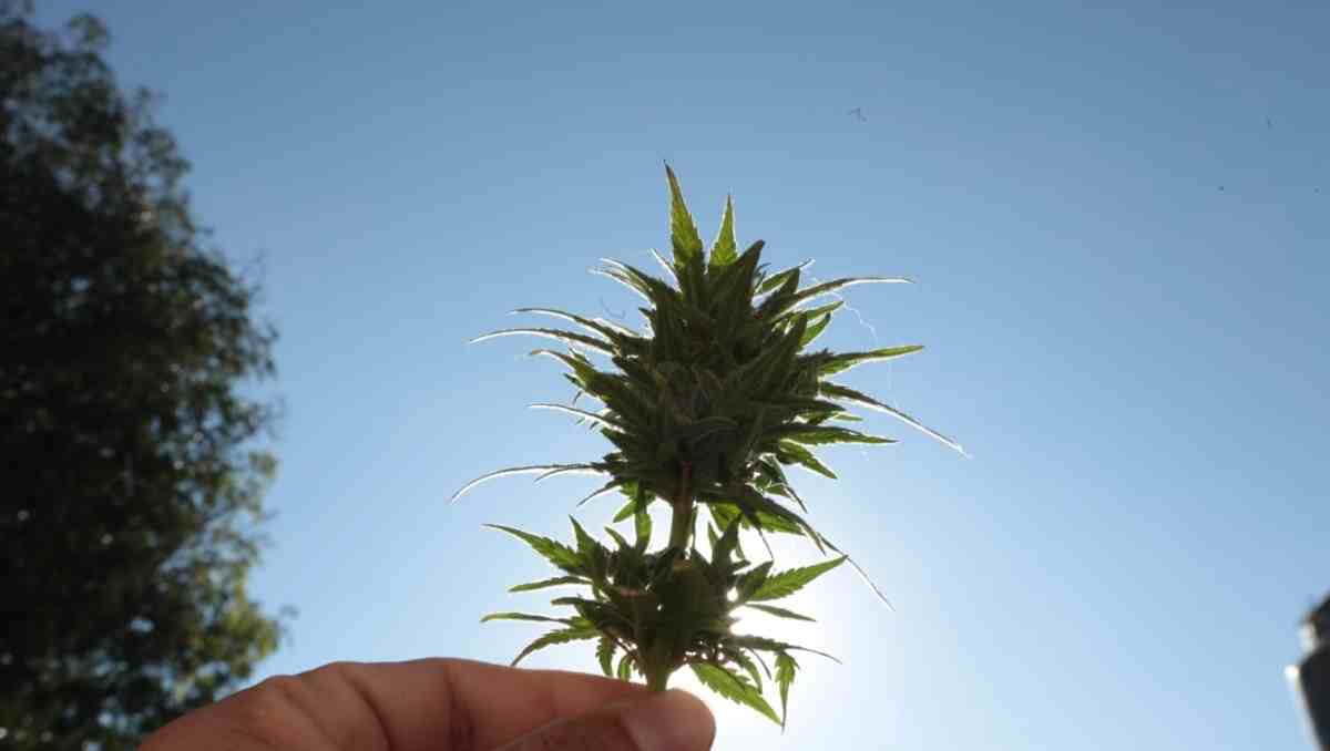 Especialistas destacan beneficios del CBD en epilepsia, dolor articular y padecimientos crónicos animales. Foto: Tania Contreras