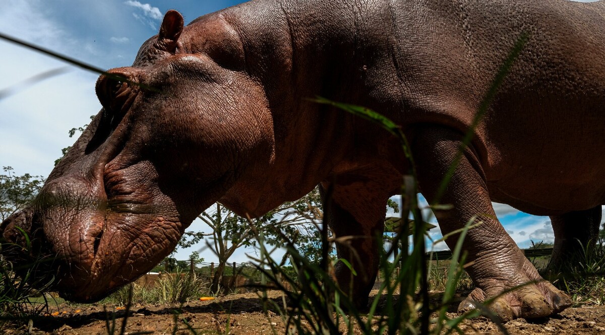 El gobierno colombiano planea sacrificar una población de hipopótamos salvajes, descendientes de las mascotas del narcotraficante. | Foto: NYT