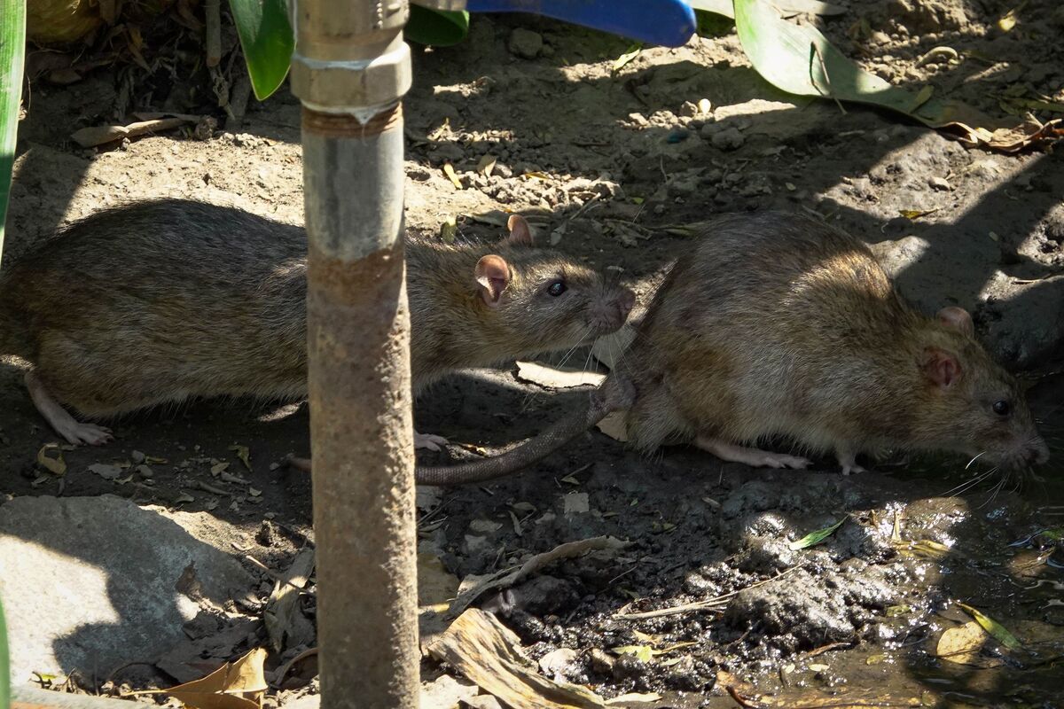 Los roedores son los que esparcen el hantavirus a través de sus desechos (Cuartoscuro).