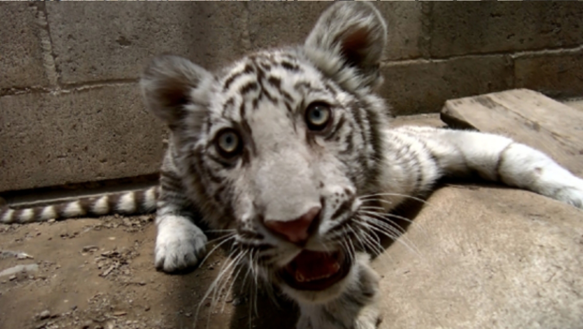 Un tigre necesita al menos mil 200 metros cuadrados para mantenerse en condiciones adecuadas (Foto: María José Camarena)
