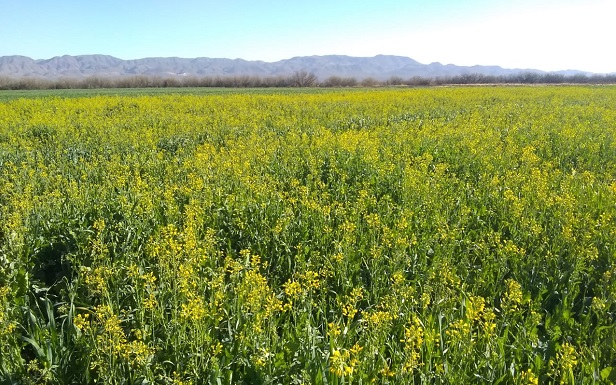 Cultivos de canola, alternativa de alimentación para las abejas durante las épocas de sequía. (Cortesía)