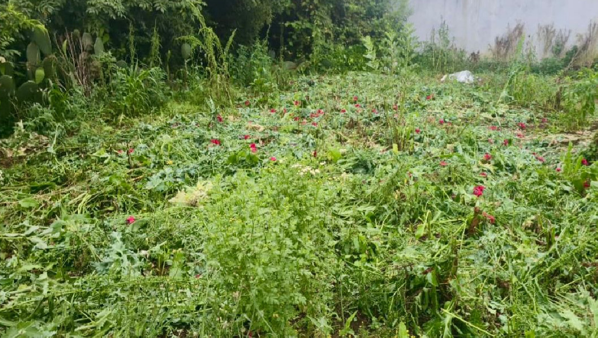 Detectan nuevo sembradío de amapola y marihuana | Especial