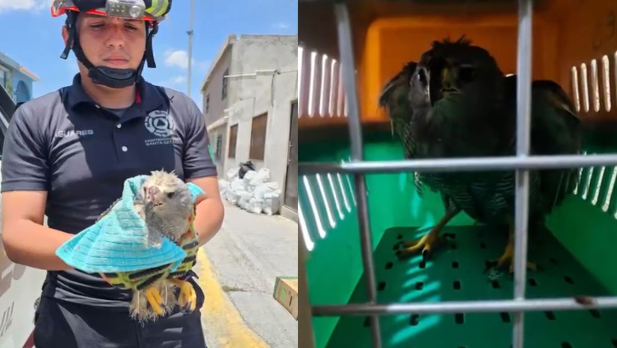 El ejemplar se encontraba en el patio de una vivienda de la calle Río Celeste. | Especial