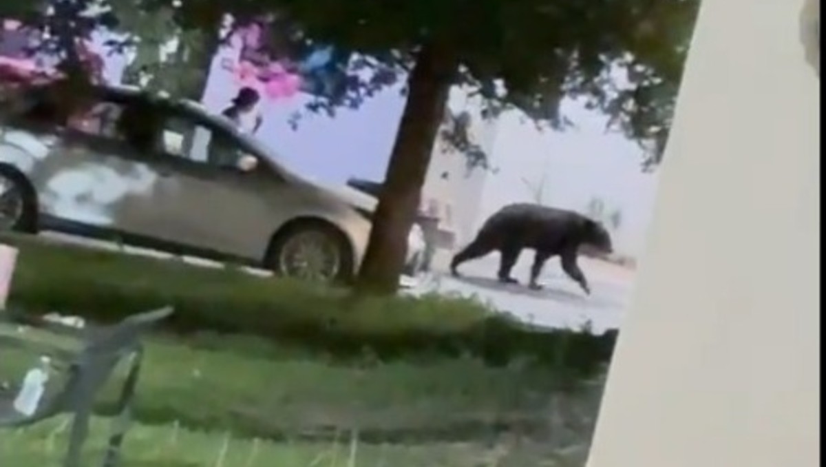 Dos jóvenes siguieron al oso y aparentemente le lanzan un objeto. Foto: Especial