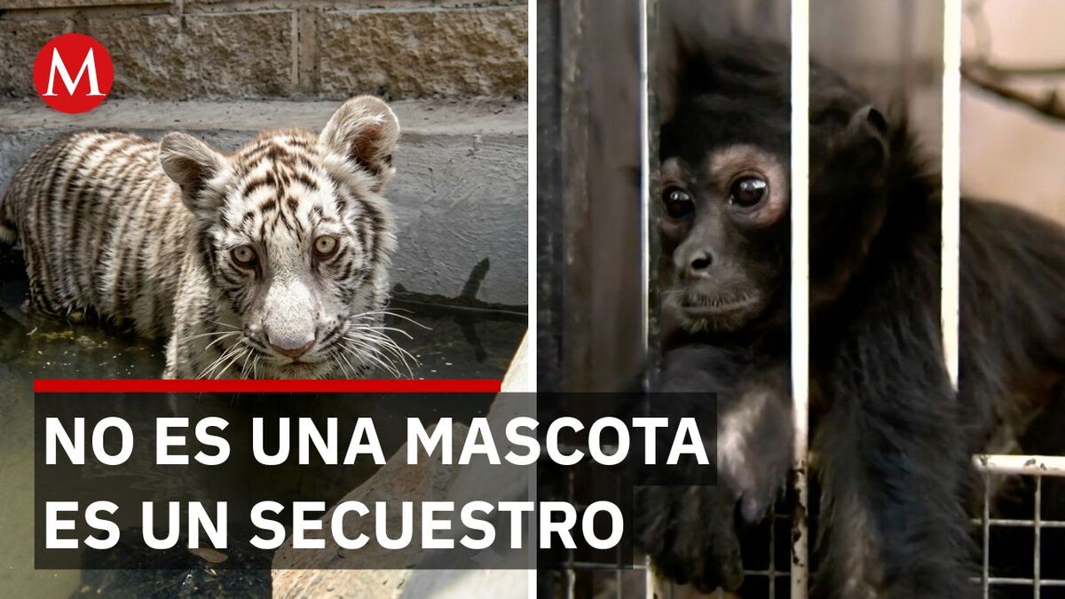 La oscura realidad de los animales exóticos en las calles de Guadalajara