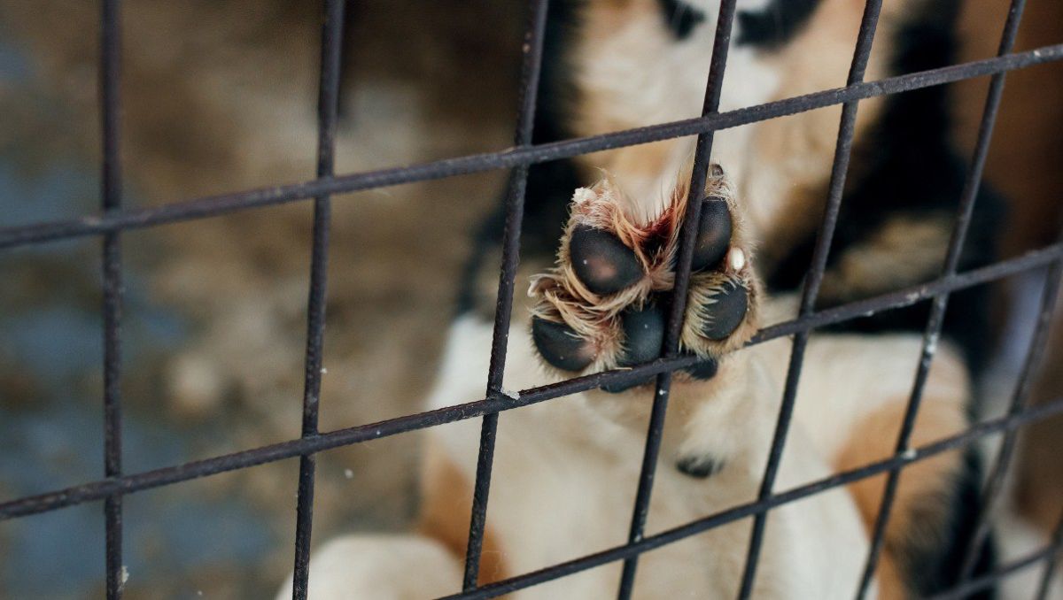Desde 2016 a la actualidad suman mil 326 delitos de maltrato animal | Especial