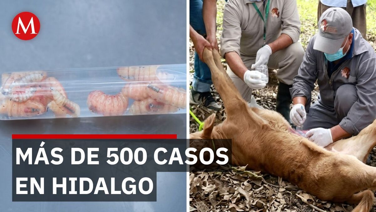 Alerta sanitaria en Hidalgo: Reportan primeros 4 contagios humanos de Gusano Barrenador