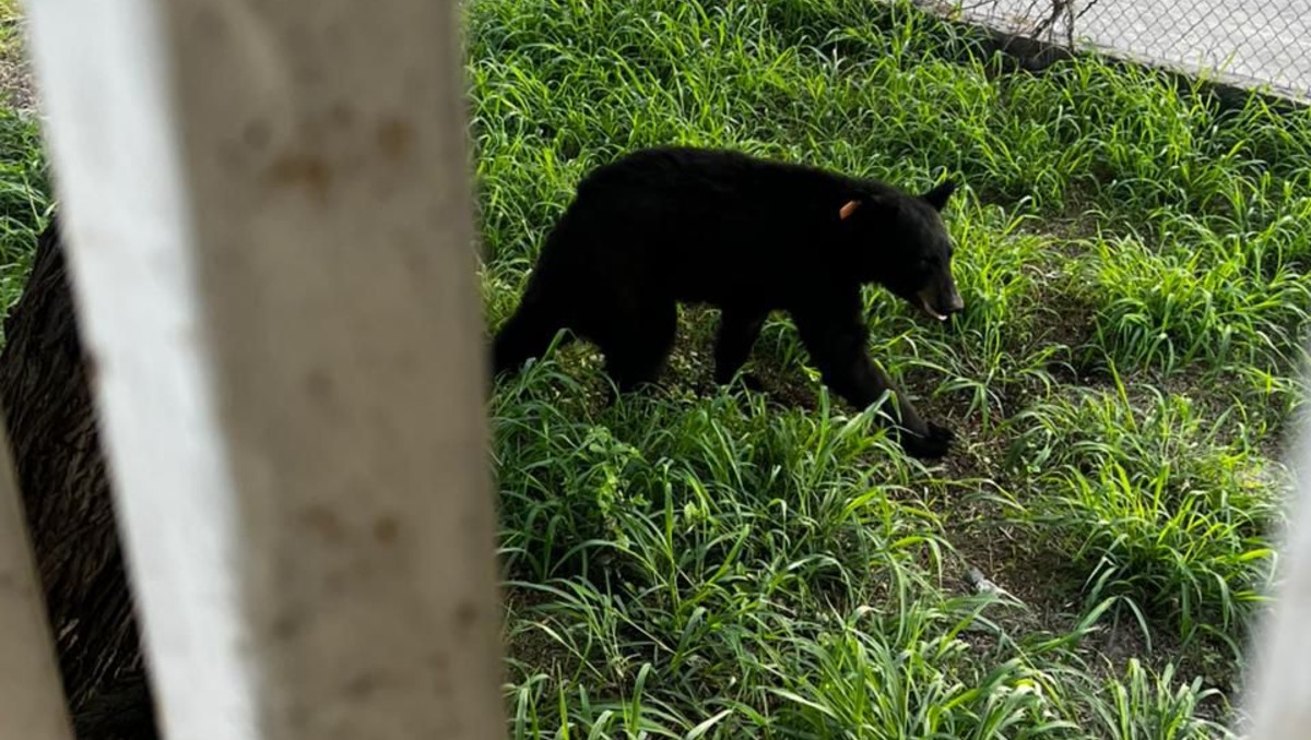 El animal fue trasladado al interior del Parque Ecológico La Huasteca. Foto: Especial