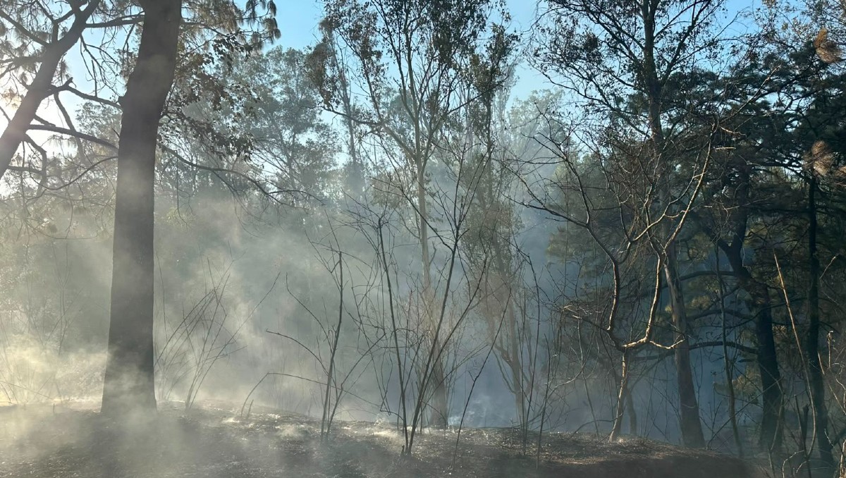 Autoridades de Jalisco han destacado la disminución  de los incendios forestales en 2026 (X PC Jalisco)