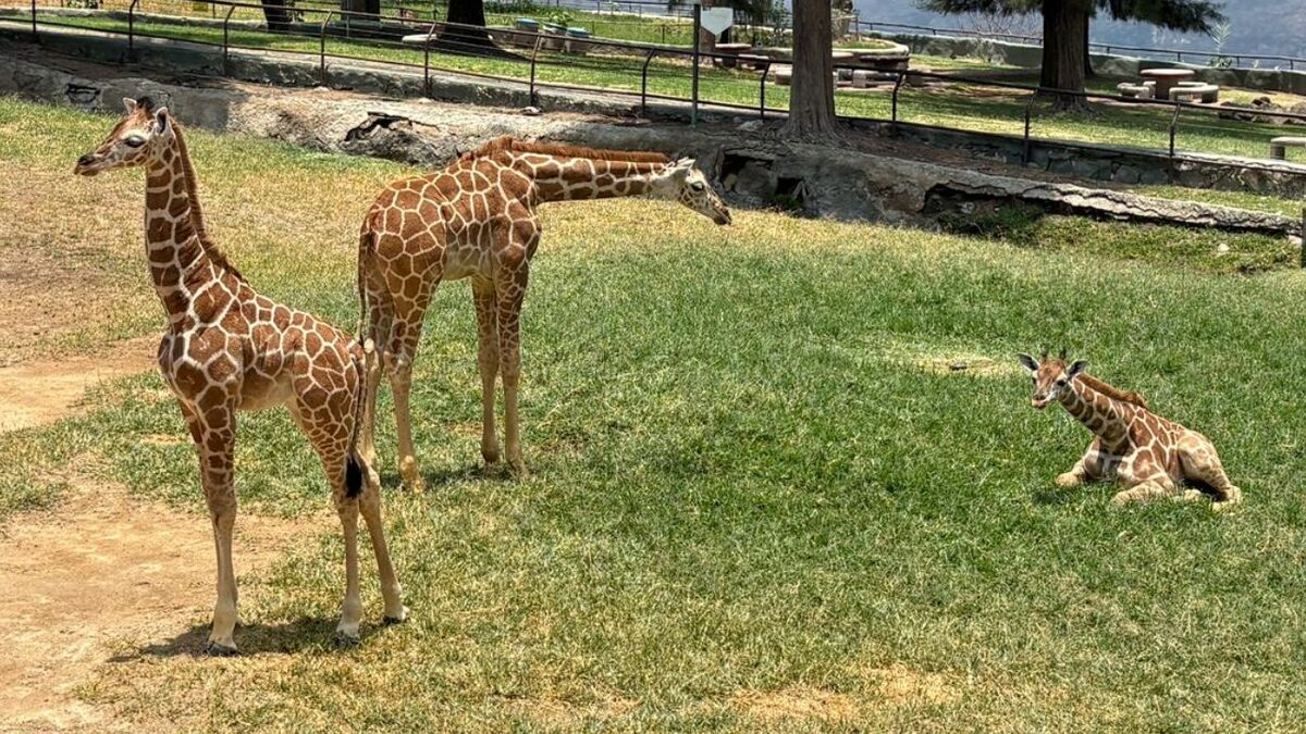 El Zoológico Guadalajara celebra el nacimiento (Cortesía)