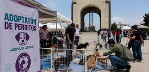 Adopta una nueva mascota en mayo