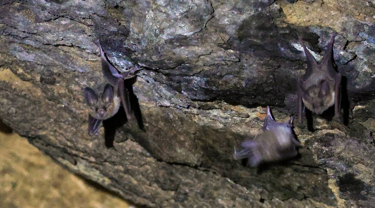 la cueva pasó de ser basurero a un refugio de 500 ejemplares de murciélago mexicano. | Foto:  Andres Lobato