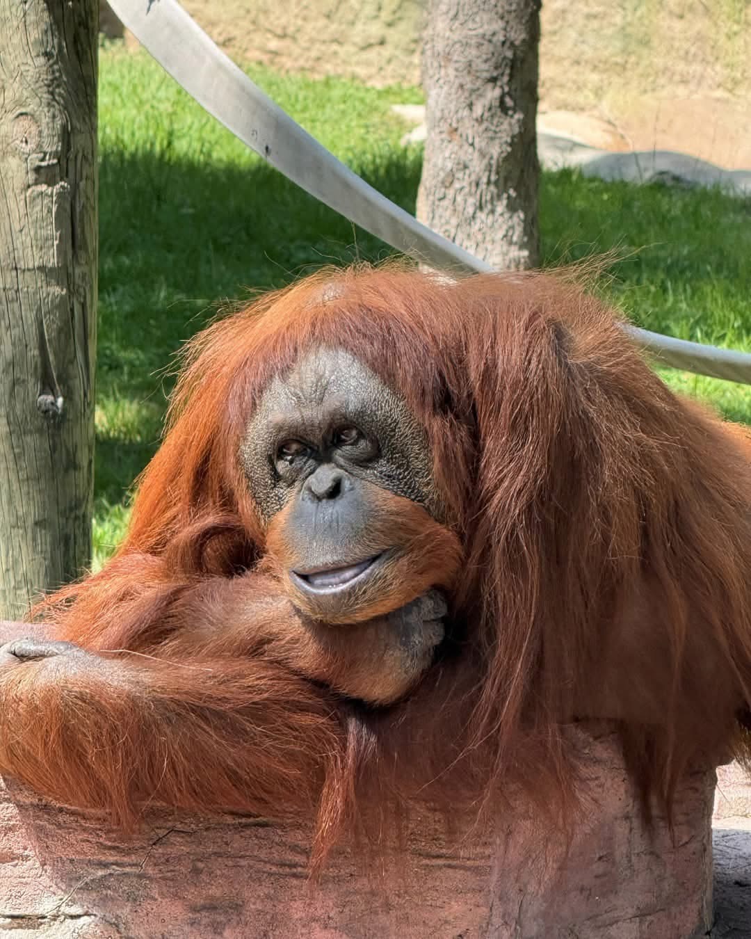 Tang, del ZooLeón, enfrenta un tumor inoperable. | Foto: Dany Béjar
