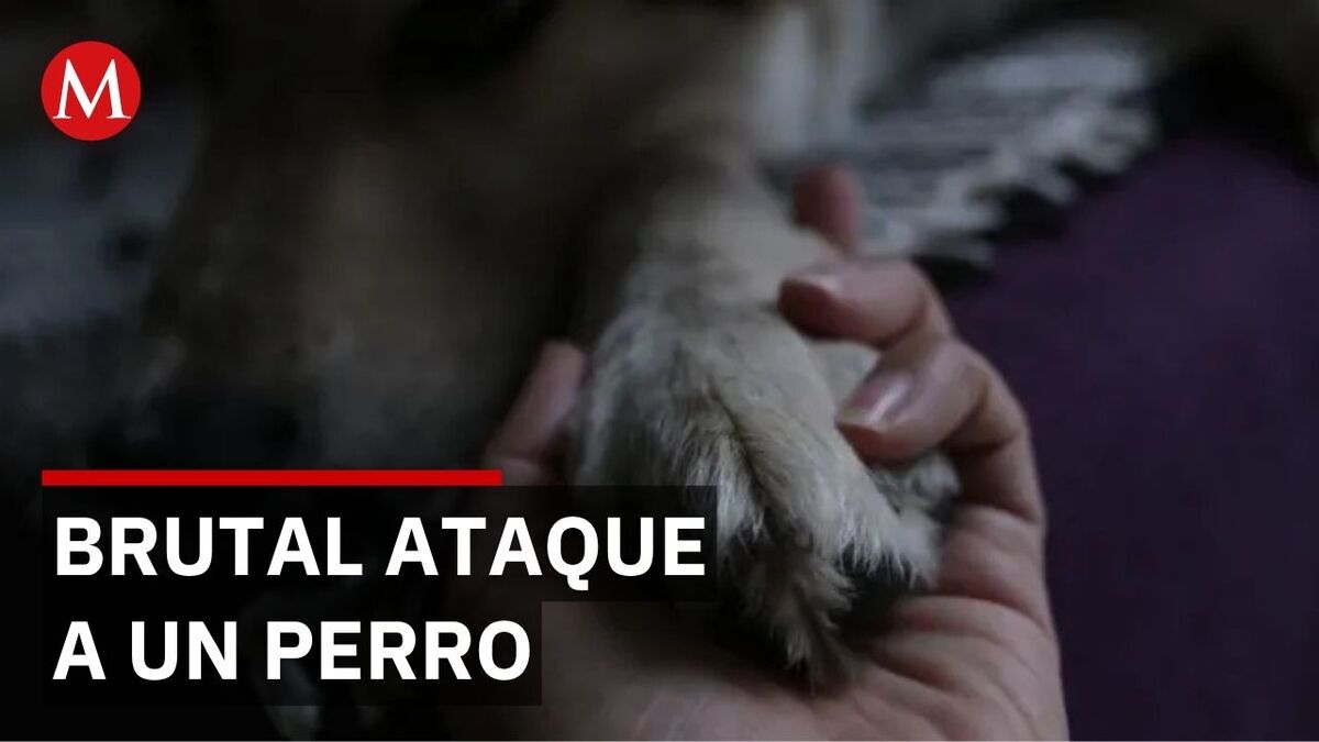 Brutalidad: Colono israelí ataca y mata a un perro