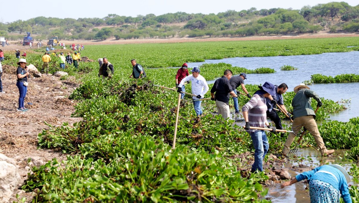 Presa Allende: trabajan para rescatarla  del avance del lirio acuático | Especial