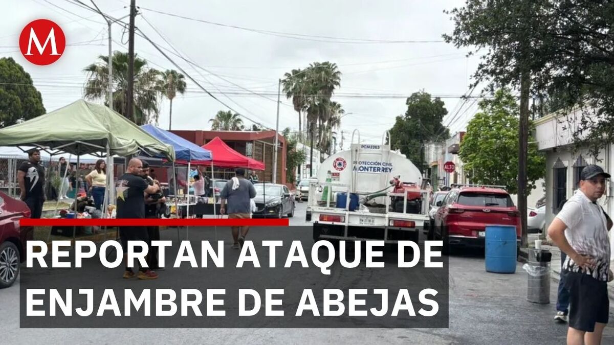 Enjambre de abejas ataca a varias personas y 3 perros en Monterrey