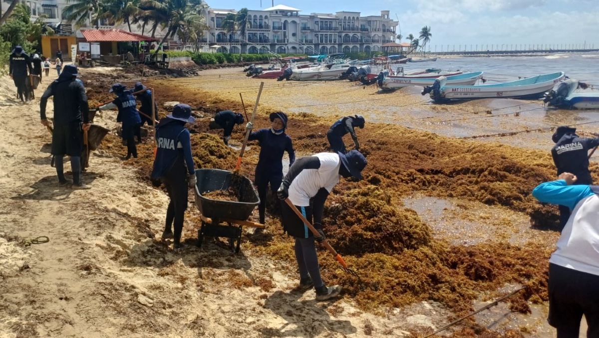 La Secretaría de Marina-Armada de México (Marina) ha recolectado 39 mil 500 toneladas de sargazo. | Especial