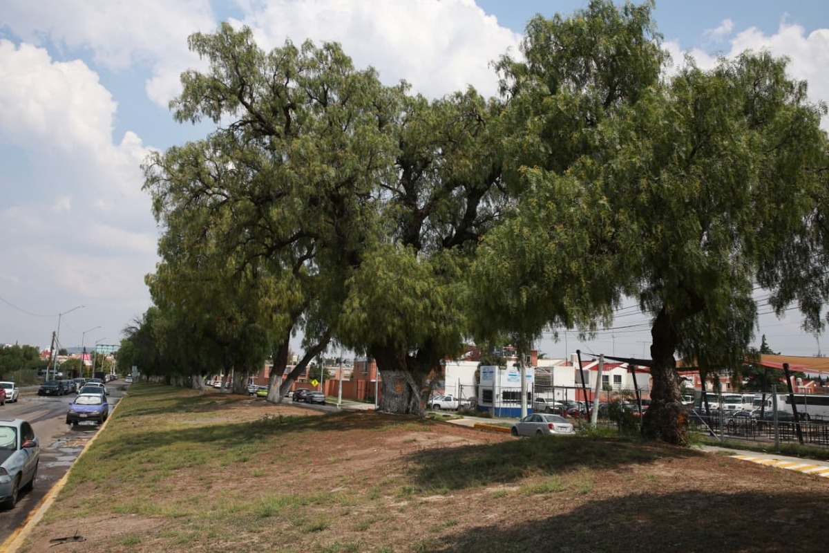 Árboles marcados en fomento minero no serán talados por el nuevo edificio del Centro Administrativo y Servicios Para el Pueblo. (Jorge Sánchez)