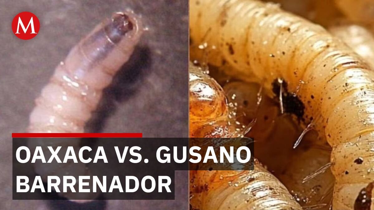 Oaxaca intensifica combate al gusano barrenador del ganado