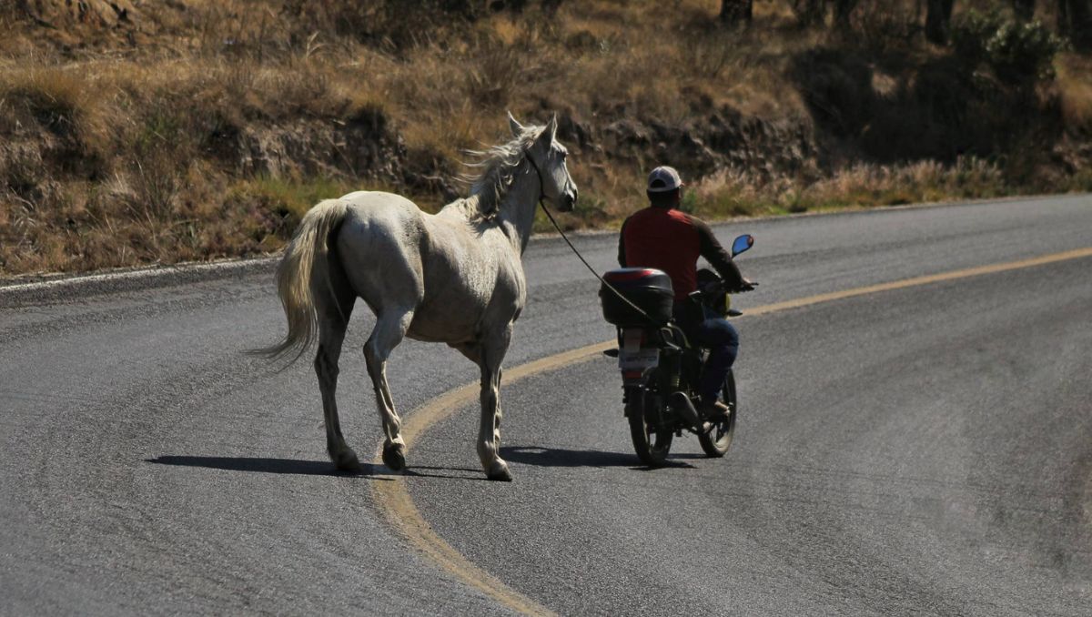 Viralizan peculiar paseo entre motociclista y caballo en Sierra de Lobos: "Guanajuato superando a la IA" | Fotografías redes sociales