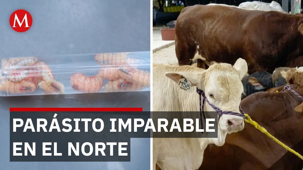 Alerta sanitaria en Nuevo León por la llegada del gusano barrenador a zonas urbanas