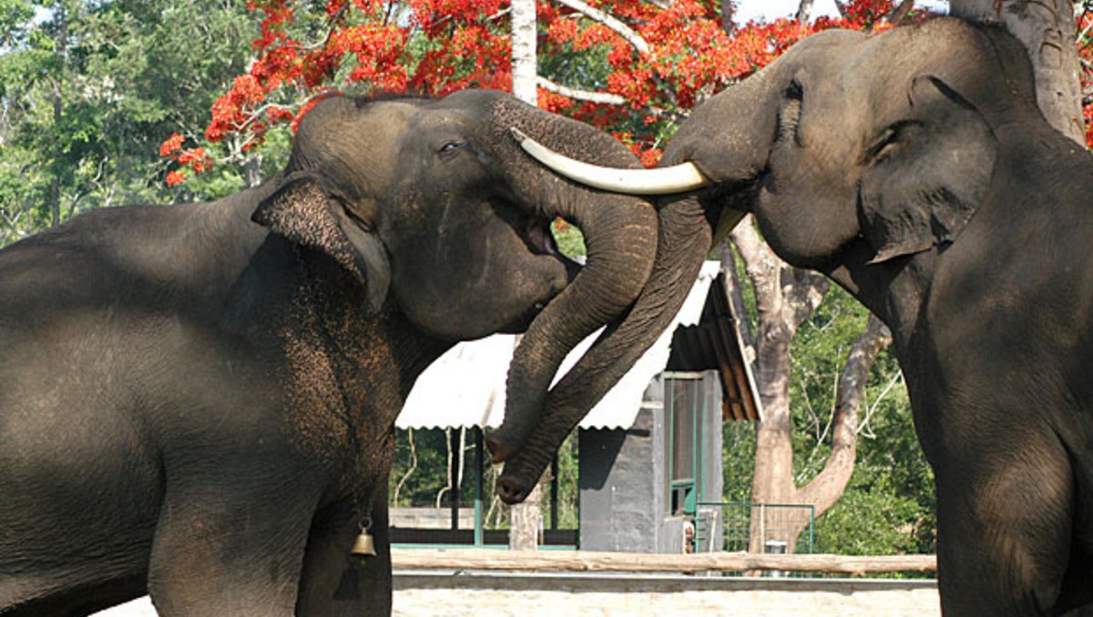 El campamento de elefantes de Dubare  pretende contribuir al ecoturismo en la India. | Dubare Elephant Camp