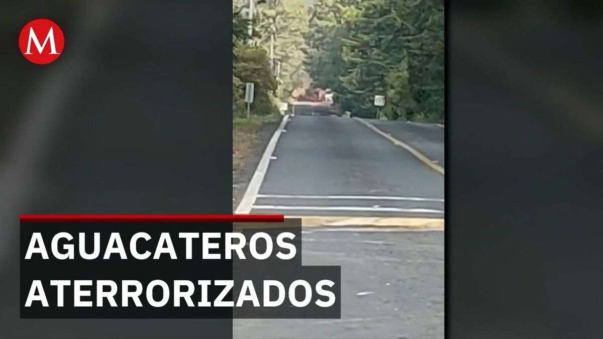 Cortadores de aguacate quedan atrapados en enfrentamientos armados en Michoacán