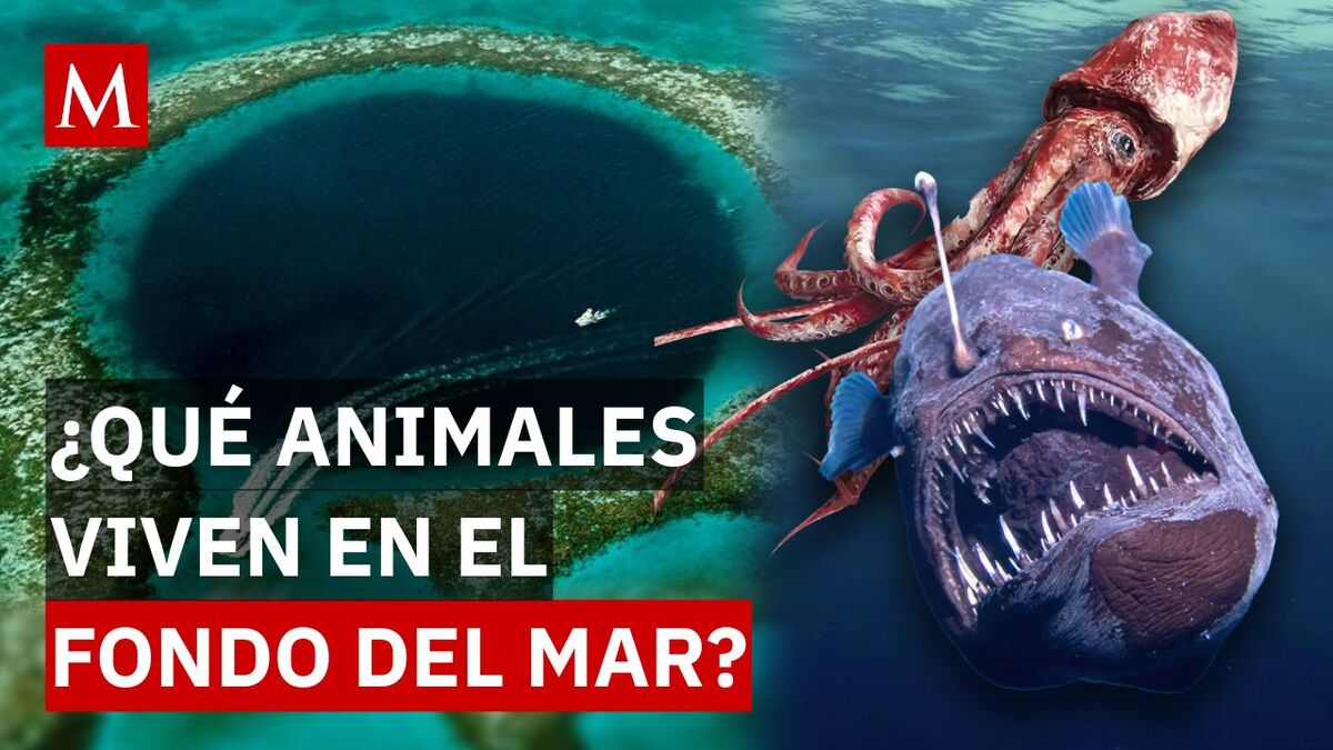Fosa de las Marianas: estas son las criaturas que habitan el lugar más profundo del mar