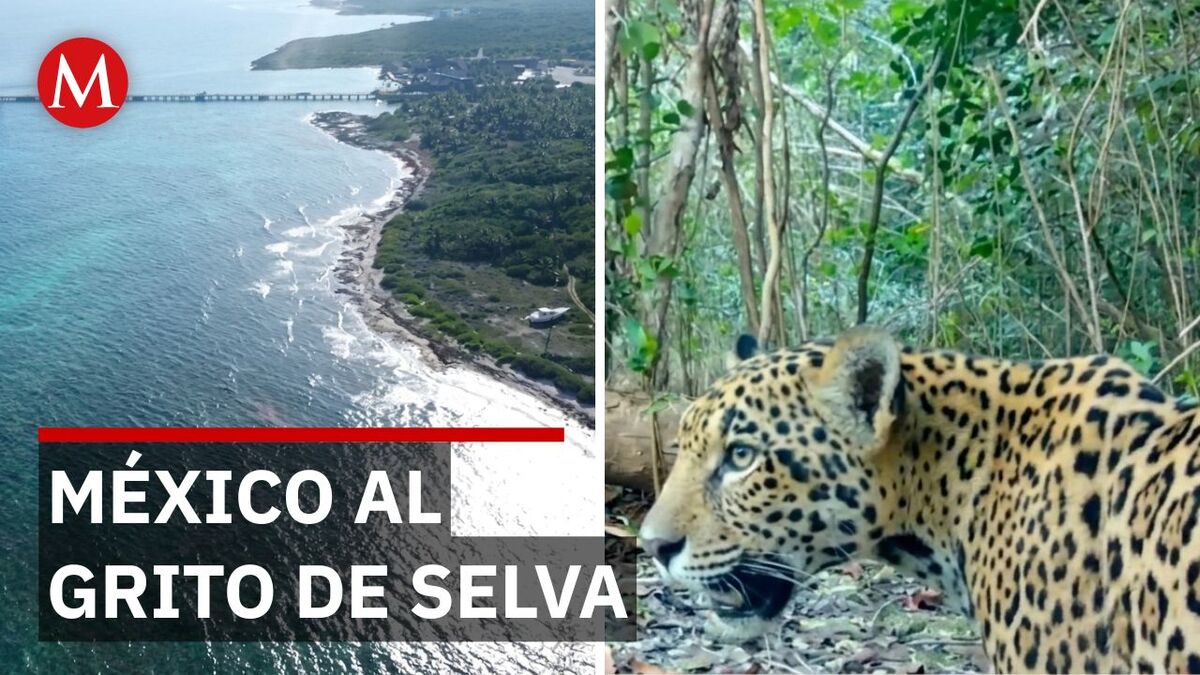 Greenpeace y Salvemos Mahahual ganan la batalla frente al gigante de los cruceros Royal Caribbean