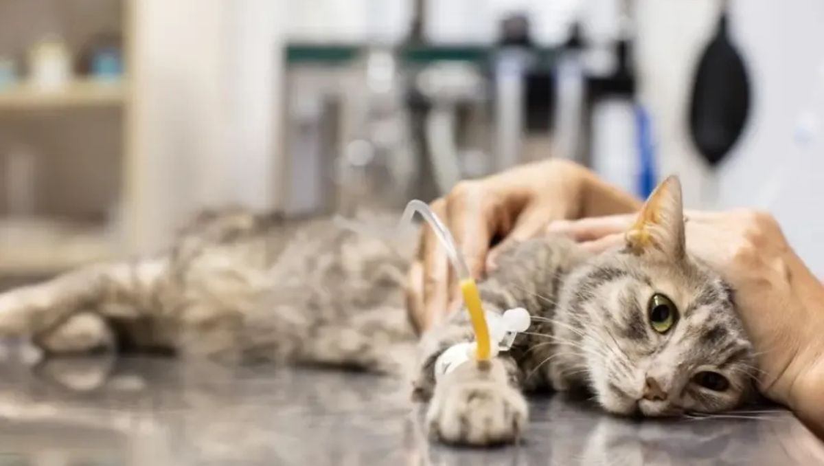 México superó los 25 mil casos acumulados de gusano barrenador | Especial