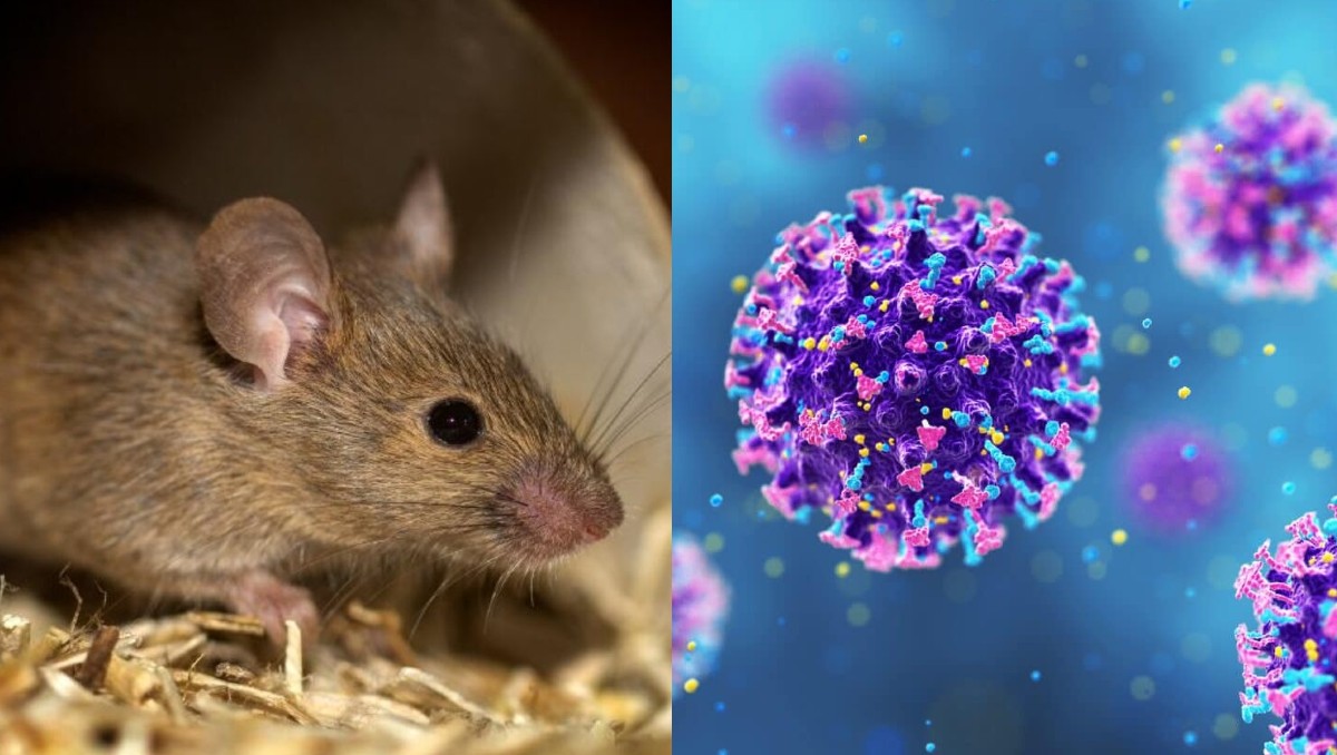 ¿Todas las variantes de Hantavirus son peligrosas? | Especial/IA DISCOVER
