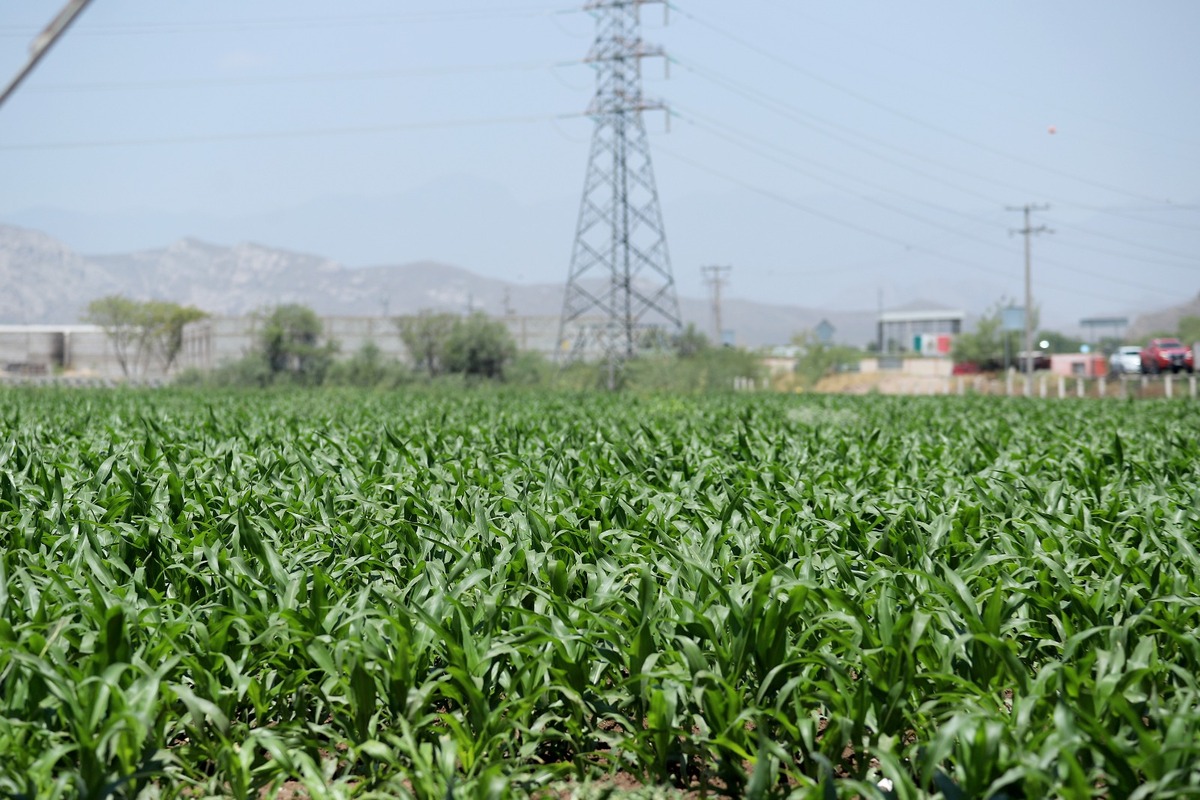 Contraloría reclama falta de respuesta en programa de tecnificación de parcelas en La Laguna. (Archivo: Rolando Riestra)