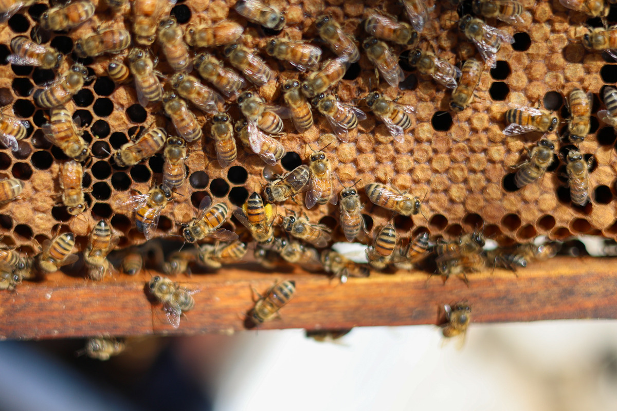 En La Laguna, lanzan llamado urgente para proteger a las abejas. | Rolando Riestra.