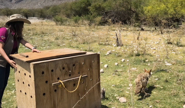 En Lerdo, Profepa libera fauna silvestre en la presa Francisco Zarco. | Cortesía.