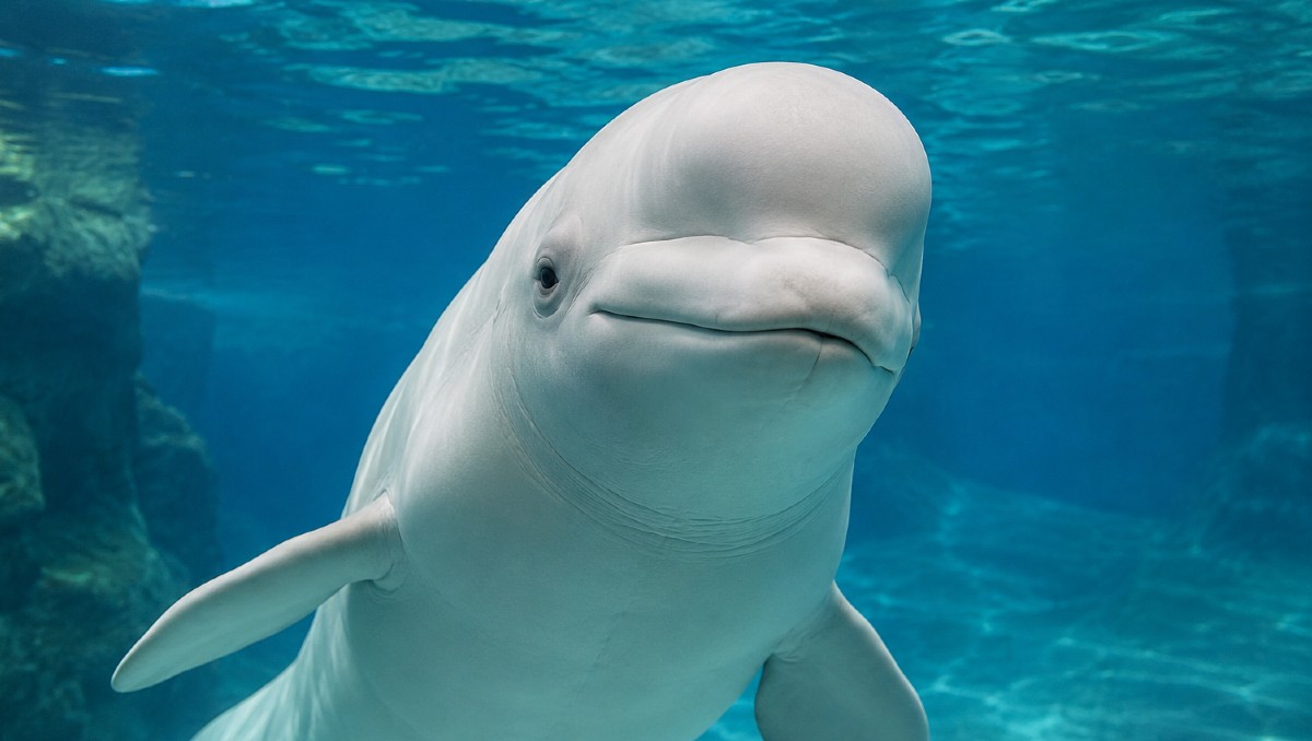 ¿Las ballenas beluga son conscientes de sí mismas? Estudio responde | IA DISCOVER