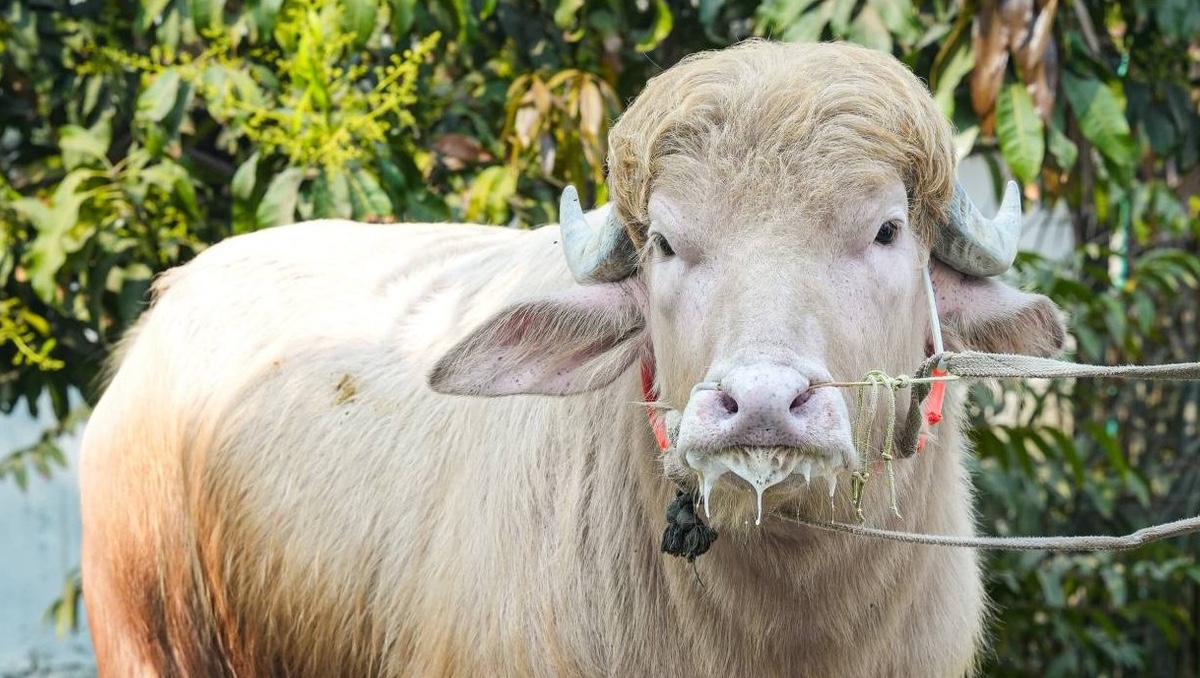 Búfalo llamado Donald Trump. |