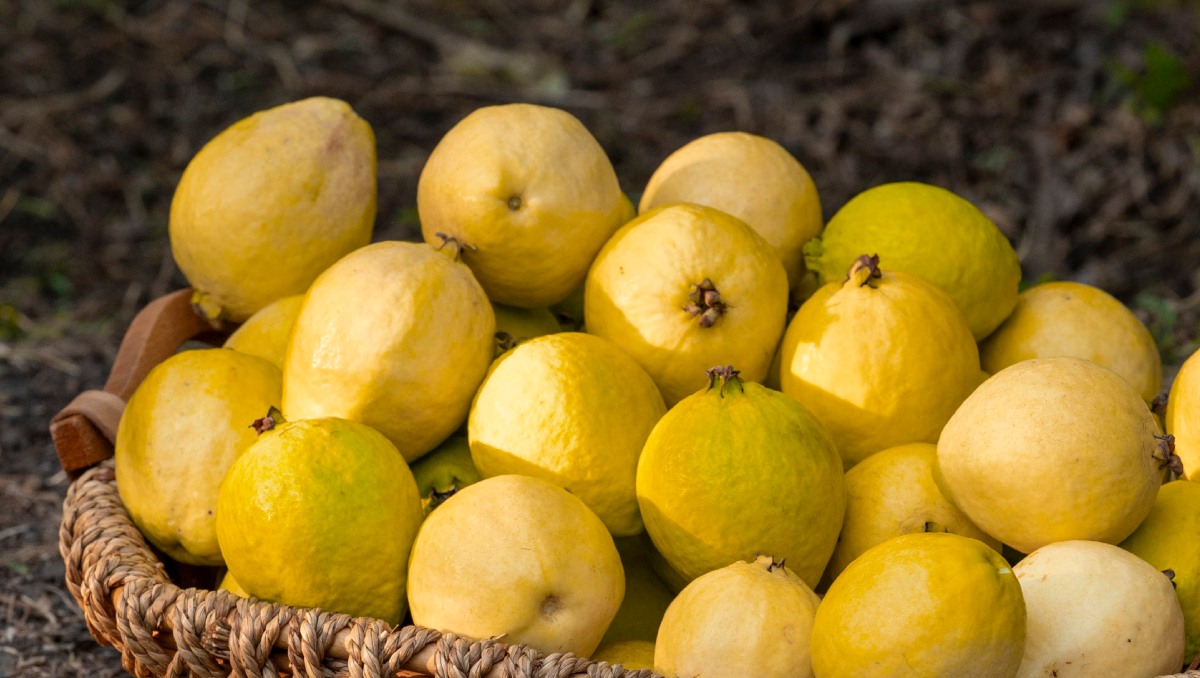 guayaba de Calvillo es considerada un Tesoro | Foto: Cortesía