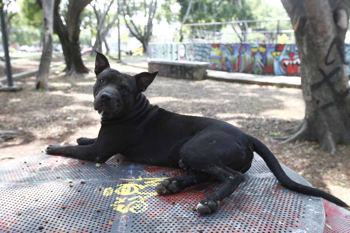 En Jalisco aun no se aprueba una Ley de Bienestar Animal. (Milenio)
