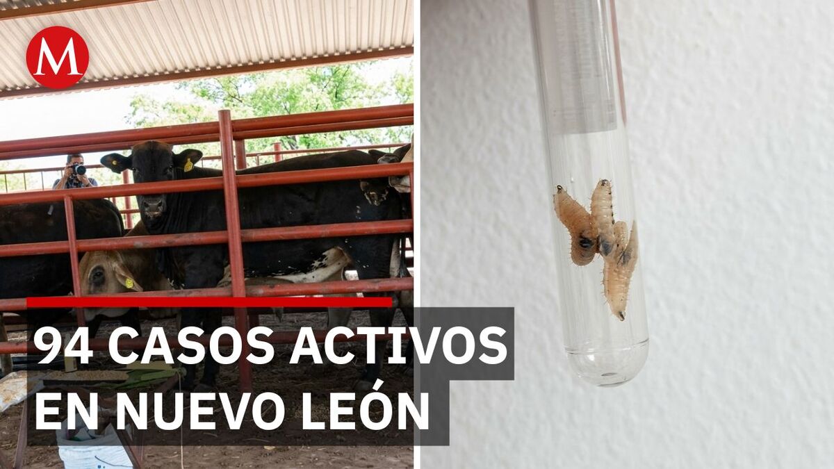 Nuevo León registra 16 nuevos casos de gusano barrenador y enciende alarmas ganaderas