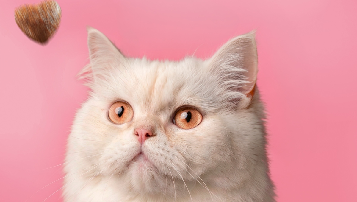 Minino Plus Salmón: Nuevo producto de alimento seco para gato