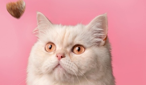 Minino Plus Sabor Salmón: Nuevo producto de alimento seco para gato